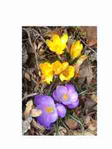 Crocuses blooming in early spring